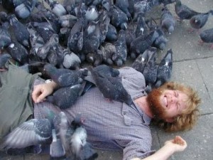 Wild Pigeons Attack Human!